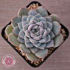 Echeveria 'Snow Pearl'
