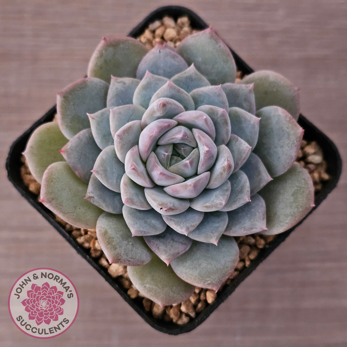 Echeveria 'Snow Pearl'