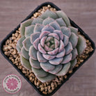 Echeveria 'Snow Pearl'