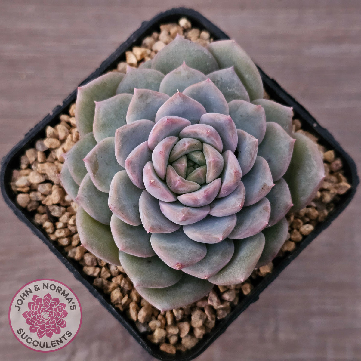Echeveria 'Snow Pearl'