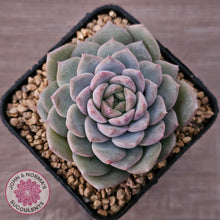 Load image into Gallery viewer, Echeveria &#39;Snow Pearl&#39;
