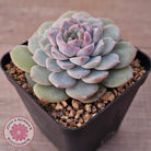 Echeveria 'Snow Pearl'