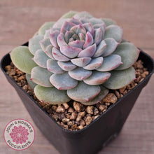 Load image into Gallery viewer, Echeveria &#39;Snow Pearl&#39;
