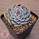 Echeveria 'Snow Pearl'