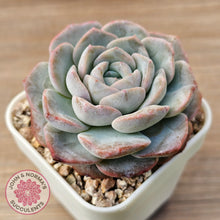 Load image into Gallery viewer, Echeveria &#39;Snow Pudding&#39;
