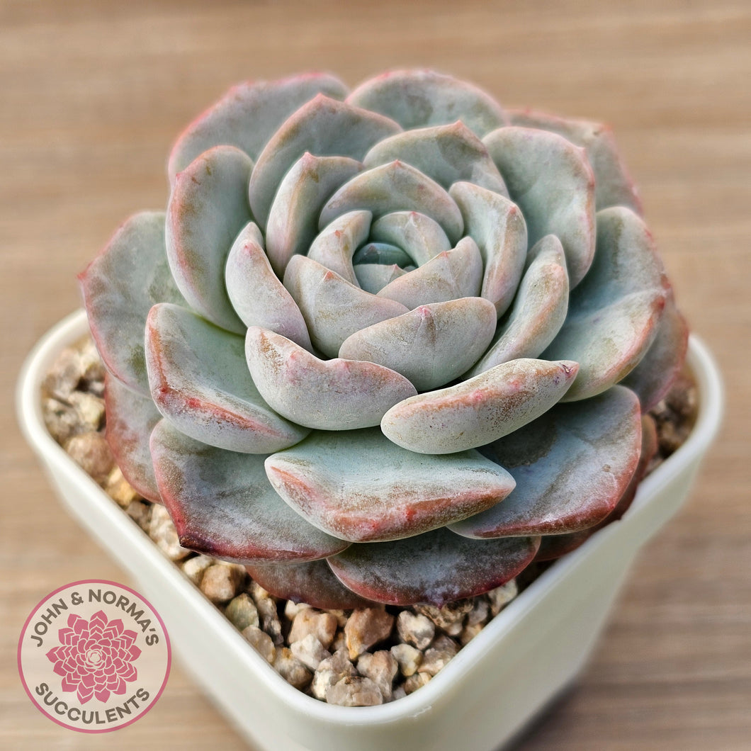 Echeveria 'Snow Pudding'