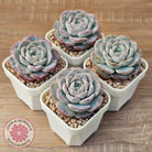 Echeveria 'Snow Pudding'