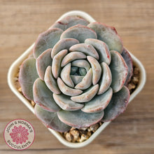 Load image into Gallery viewer, Echeveria &#39;Snow Pudding&#39;
