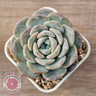 Echeveria 'Snow Pudding'