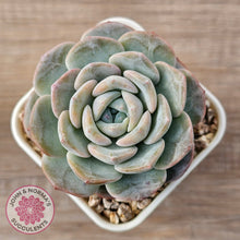 Load image into Gallery viewer, Echeveria &#39;Snow Pudding&#39;
