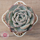 Echeveria 'Snow Pudding'