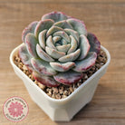 Echeveria 'Snow Pudding'