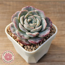 Load image into Gallery viewer, Echeveria &#39;Snow Pudding&#39;
