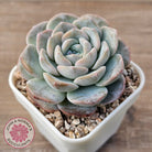 Echeveria 'Snow Pudding'
