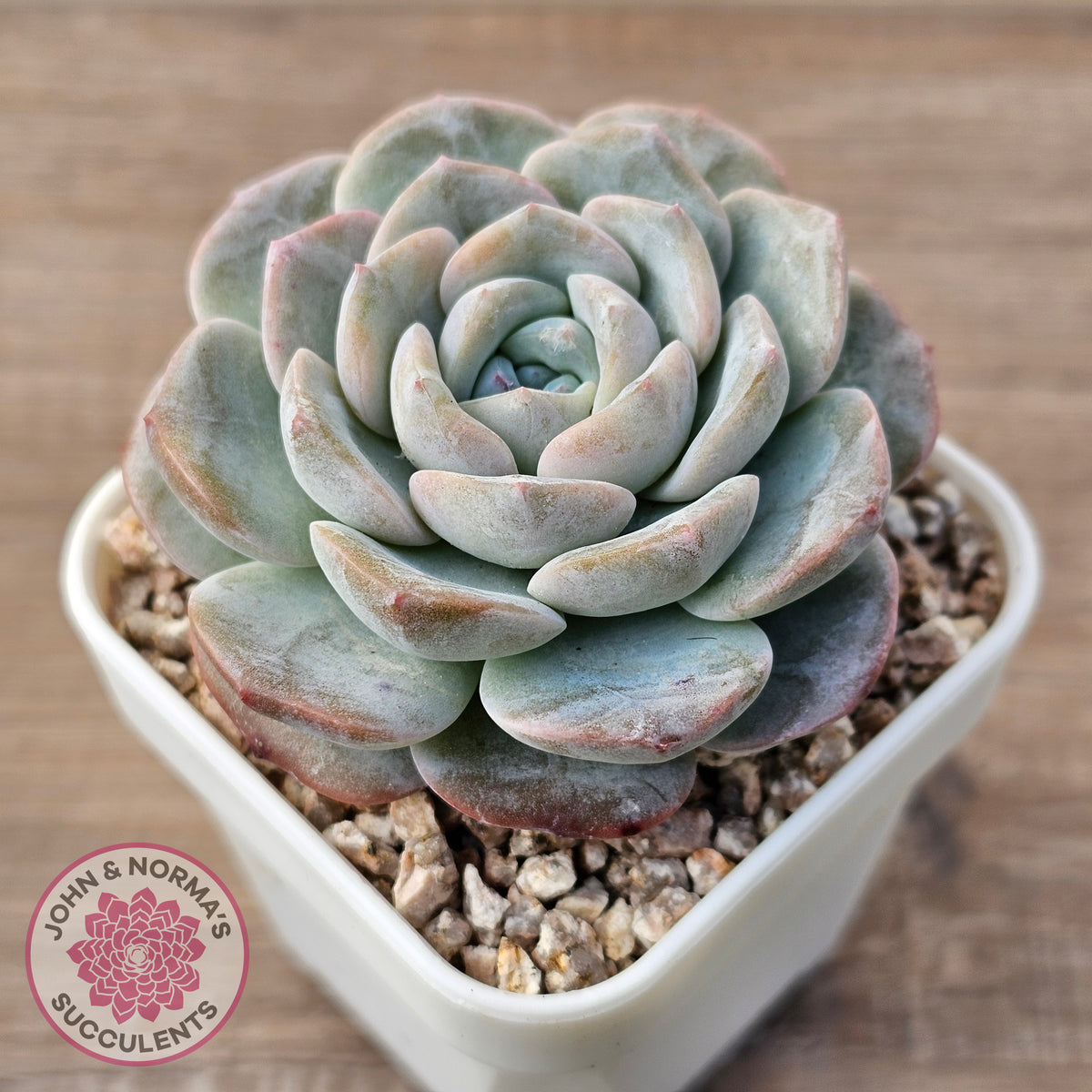 Echeveria 'Snow Pudding'