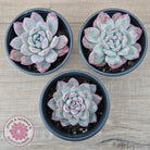 Echeveria 'Snowy Night'