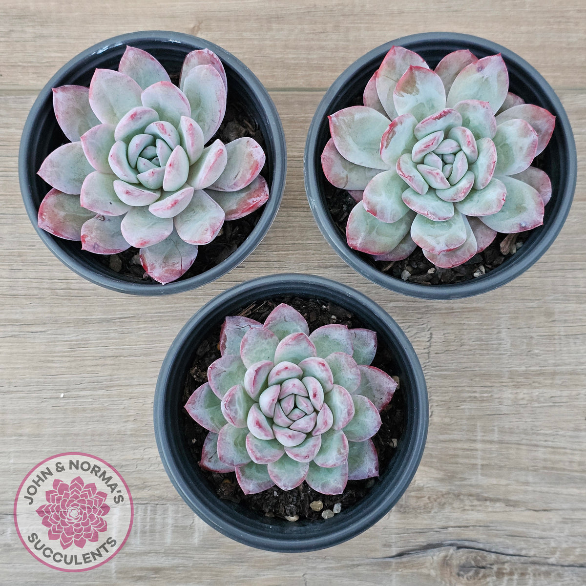 Echeveria 'Snowy Night'