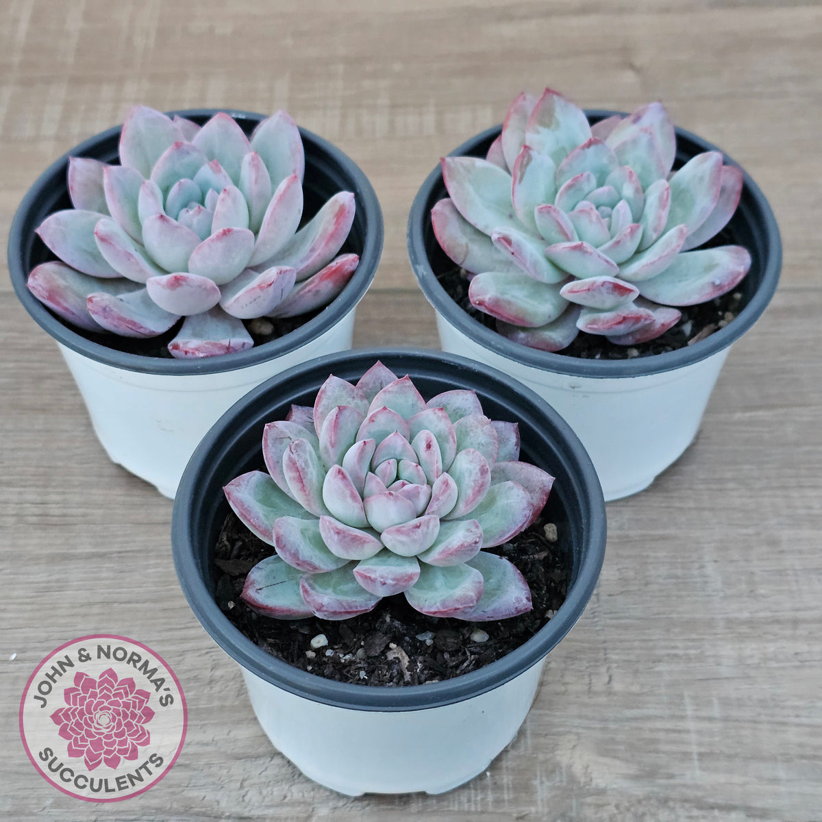 Echeveria 'Snowy Night'
