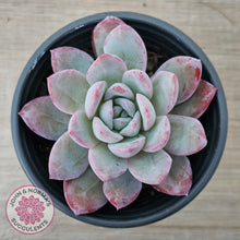 Load image into Gallery viewer, Echeveria &#39;Snowy Night&#39;
