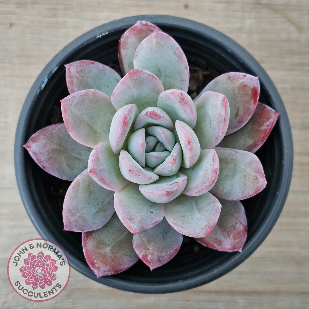 Echeveria 'Snowy Night'