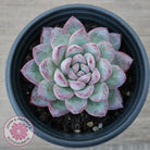 Echeveria 'Snowy Night'