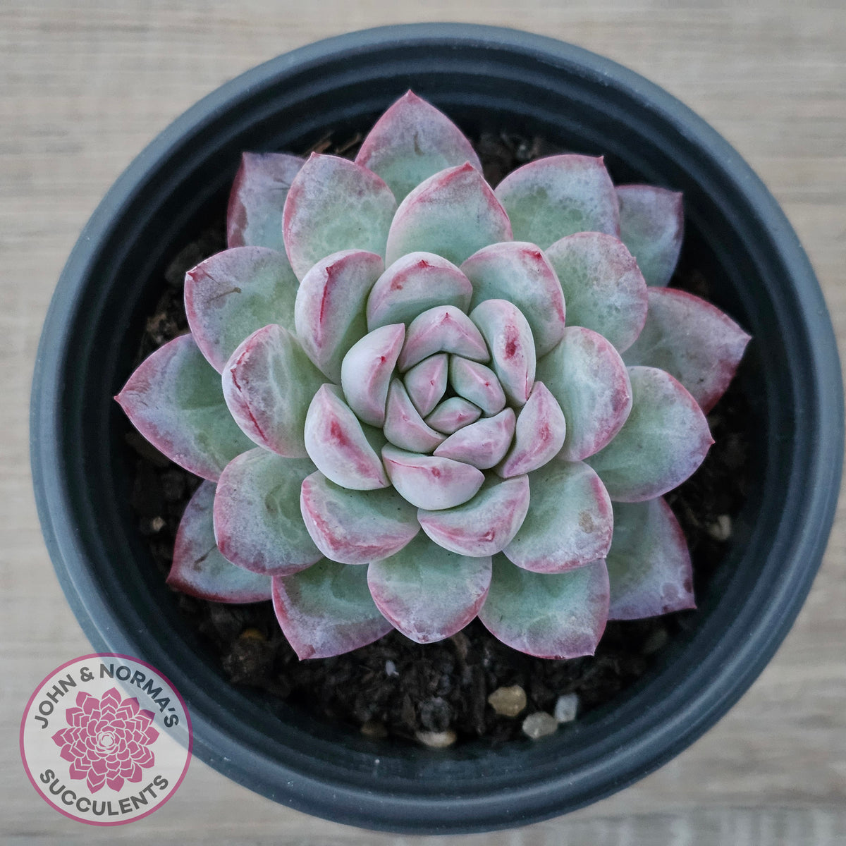 Echeveria 'Snowy Night'
