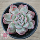 Echeveria 'Snowy Night'