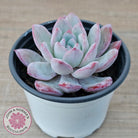 Echeveria 'Snowy Night'