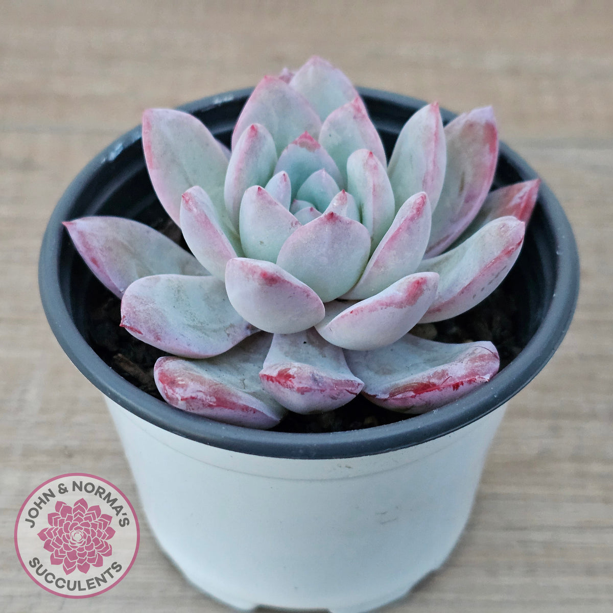 Echeveria 'Snowy Night'