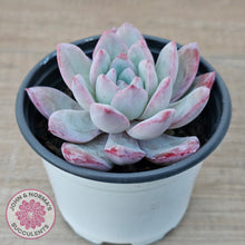 Load image into Gallery viewer, Echeveria &#39;Snowy Night&#39;
