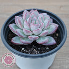 Echeveria 'Snowy Night'
