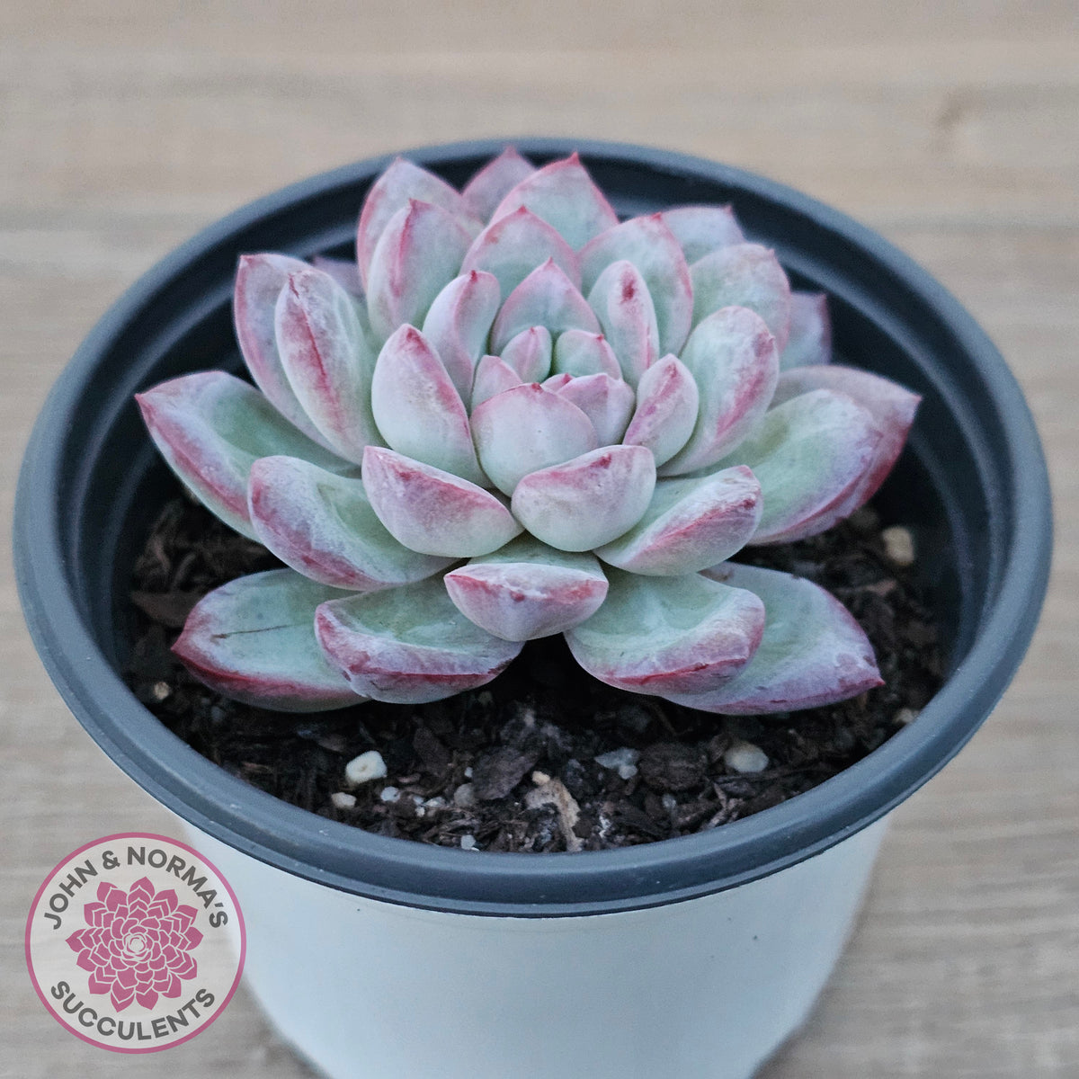 Echeveria 'Snowy Night'