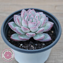 Load image into Gallery viewer, Echeveria &#39;Snowy Night&#39;
