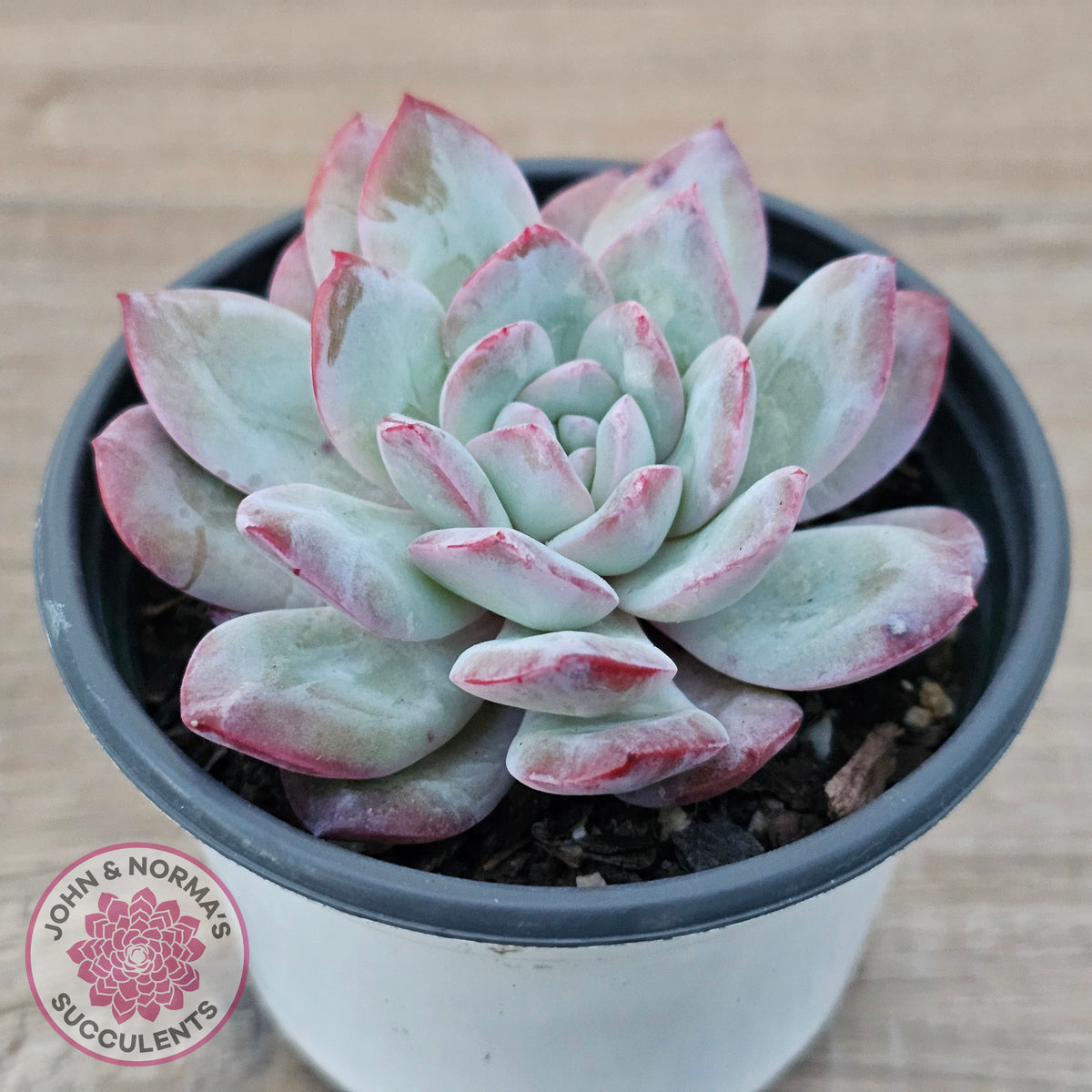 Echeveria 'Snowy Night'