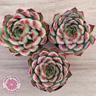 Echeveria 'Soul Heart' - Lg