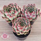 Echeveria 'Soul Heart' - Lg