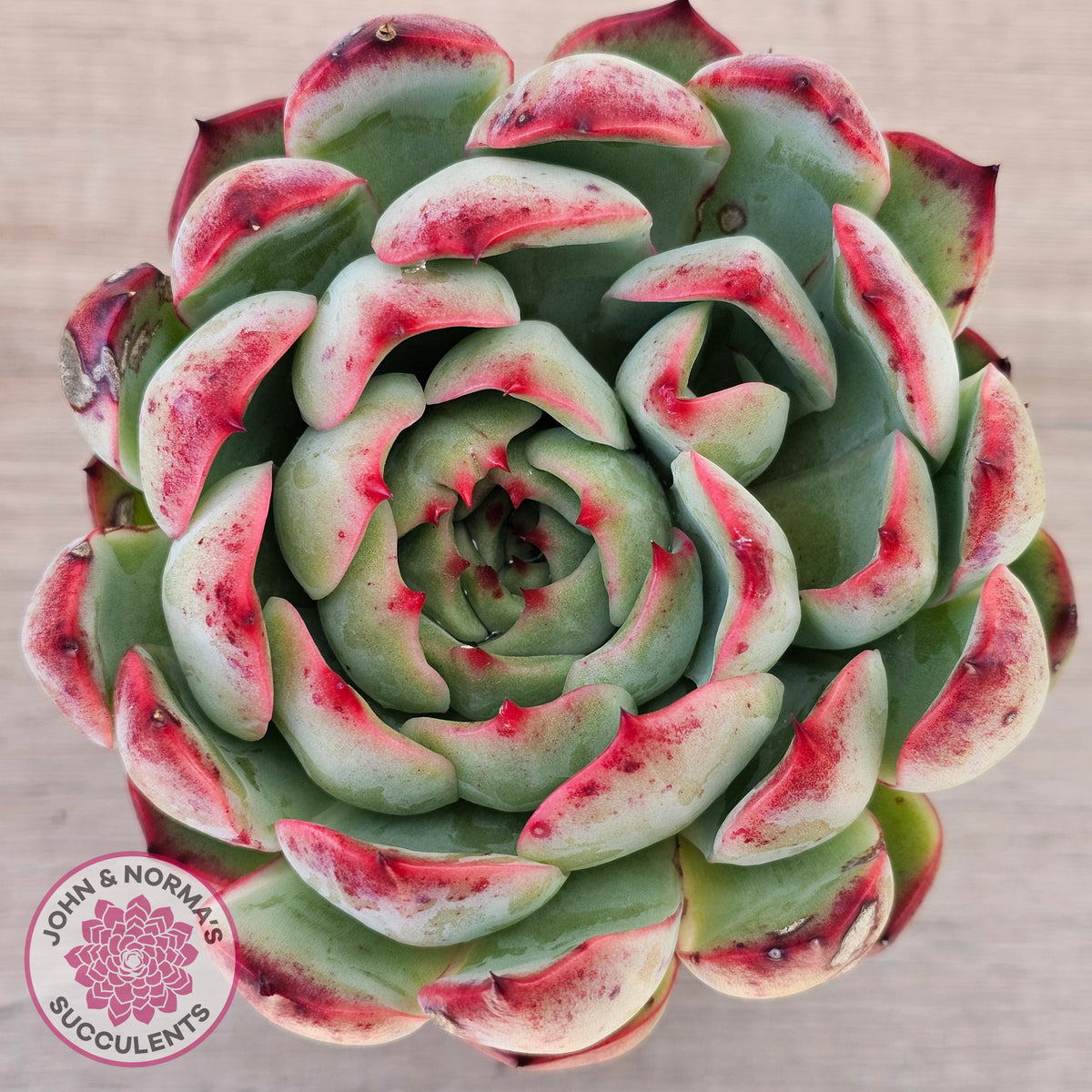 Echeveria 'Soul Heart' - Lg