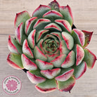 Echeveria 'Soul Heart' - Lg