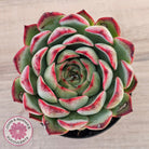 Echeveria 'Soul Heart' - Lg