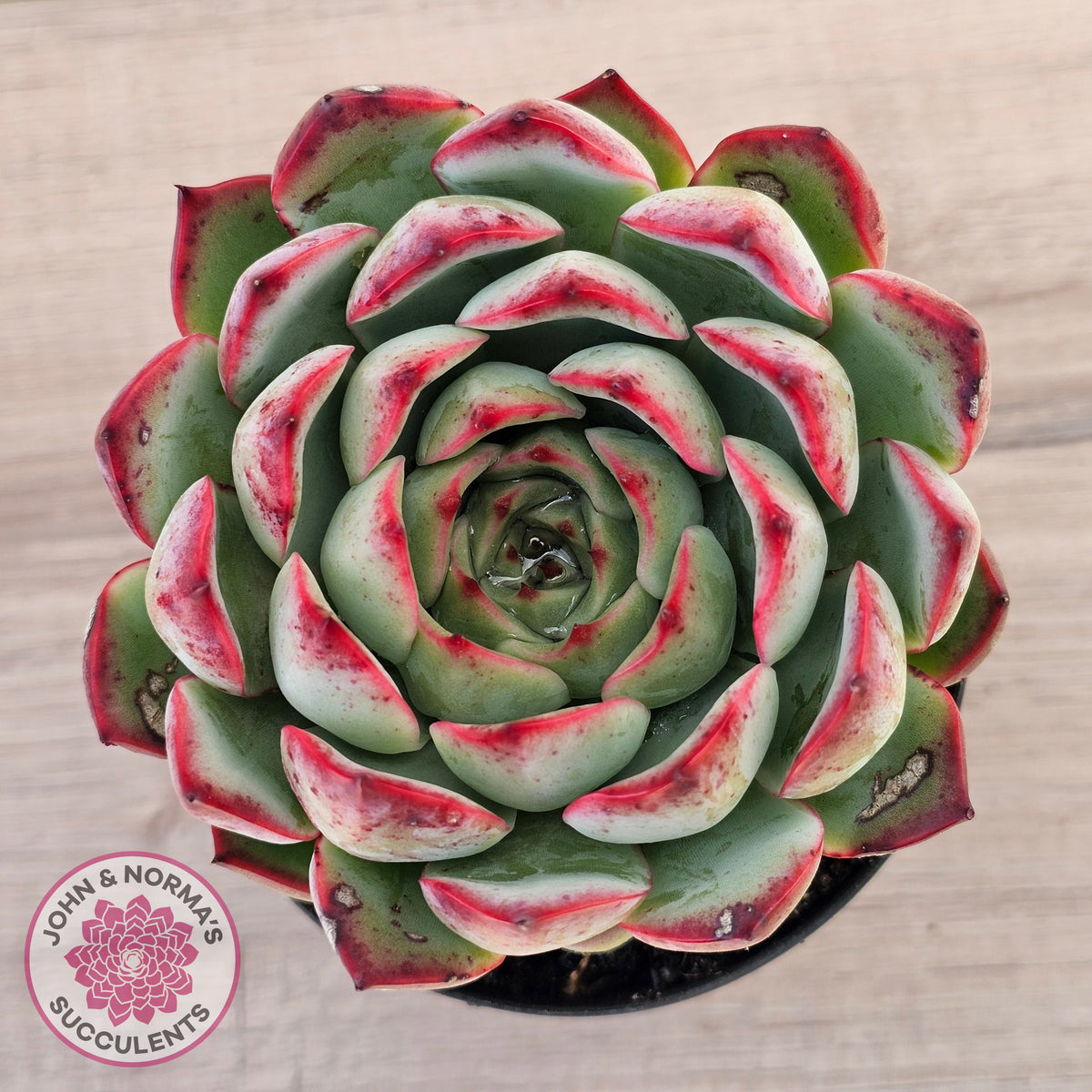 Echeveria 'Soul Heart' - Lg