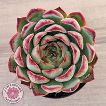 Load image into Gallery viewer, Echeveria 'Soul Heart' - Lg
