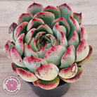 Echeveria 'Soul Heart' - Lg