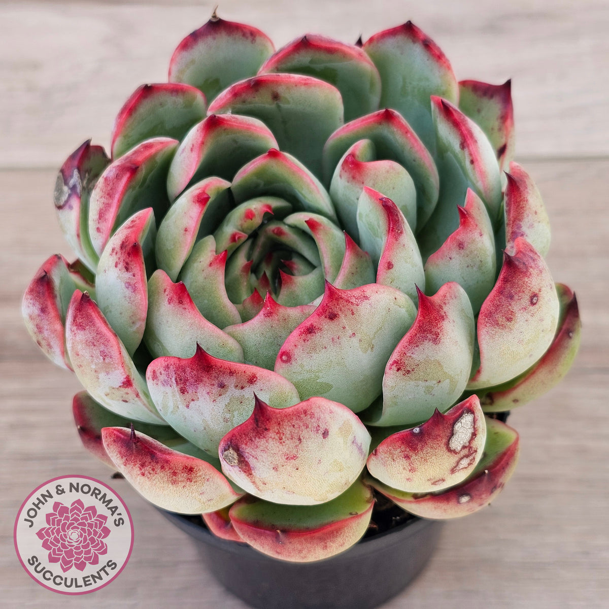 Echeveria 'Soul Heart' - Lg