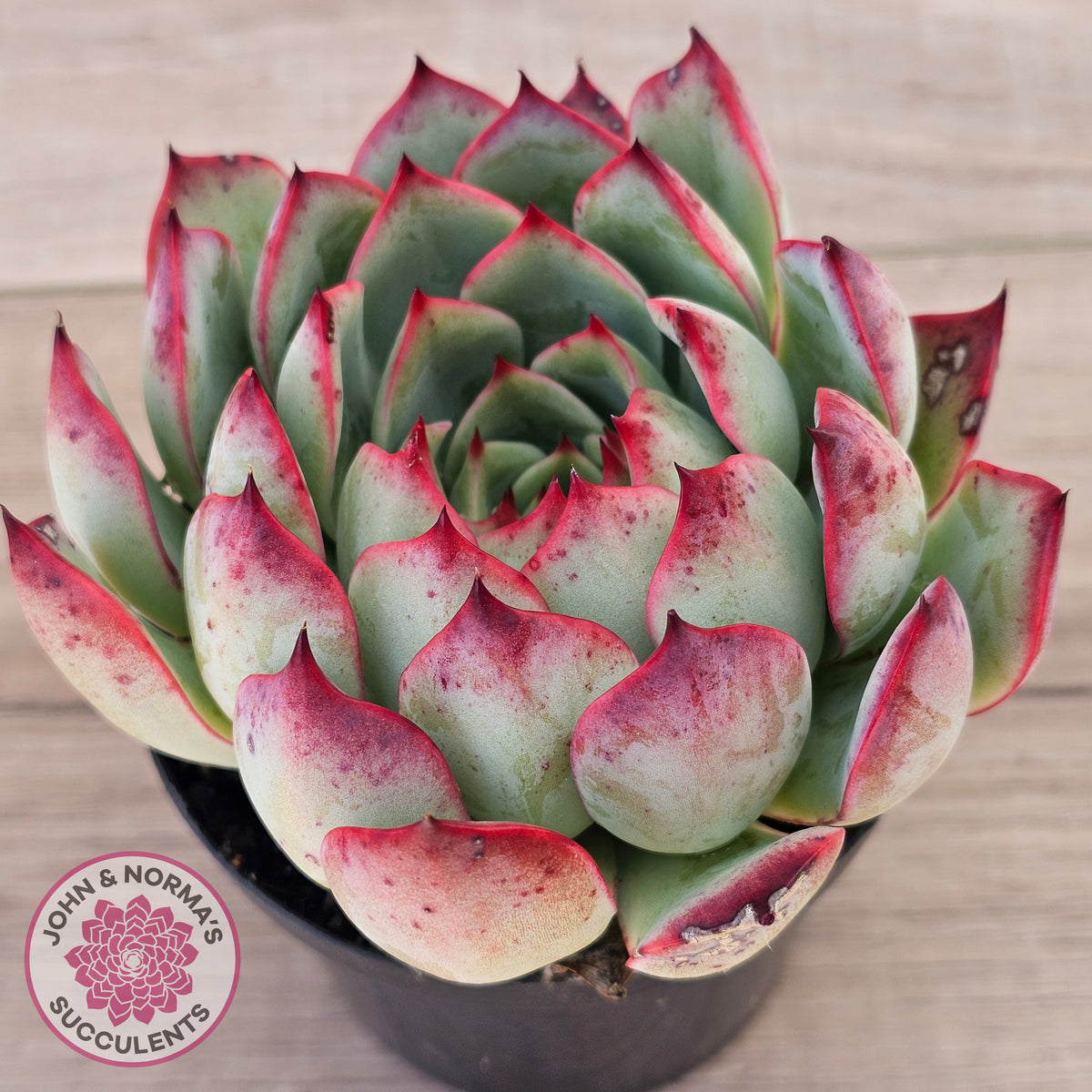 Echeveria 'Soul Heart' - Lg