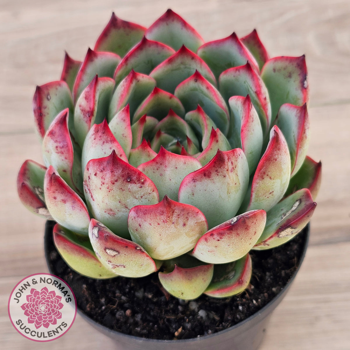 Echeveria 'Soul Heart' - Lg