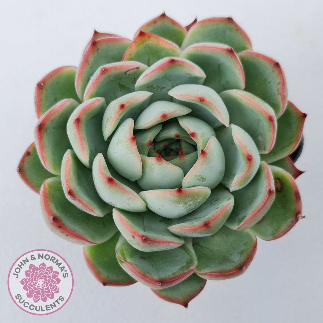 Echeveria 'Soul Heart'