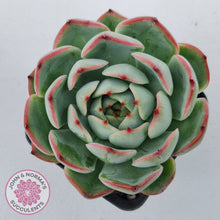 Load image into Gallery viewer, Echeveria &#39;Soul Heart&#39;
