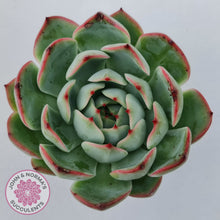 Load image into Gallery viewer, Echeveria &#39;Soul Heart&#39;
