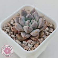 Load image into Gallery viewer, Echeveria &#39;Star Valley&#39; - John &amp; Norma&#39;s Succulents Australia
