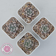 Load image into Gallery viewer, Echeveria &#39;Star Valley&#39; - John &amp; Norma&#39;s Succulents Australia
